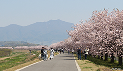 堤防桜2025IMG_0584 のコピー.jpg